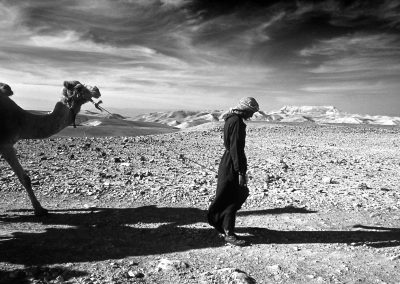 Bedouin and Camels